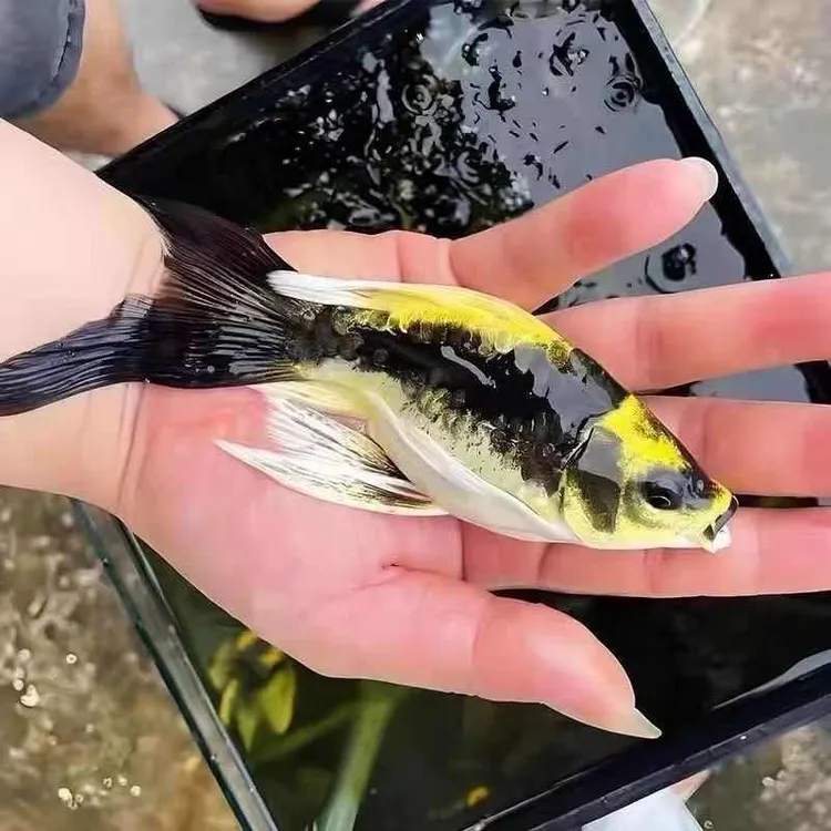 鱼中‘大酋长’驾到！这德系蝴蝶鲤，一出场就是主角气场！冷水鱼