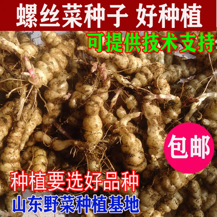 新鲜螺丝菜种子种苗甘露子地环地蚕地葫芦山东野菜种植基地直发