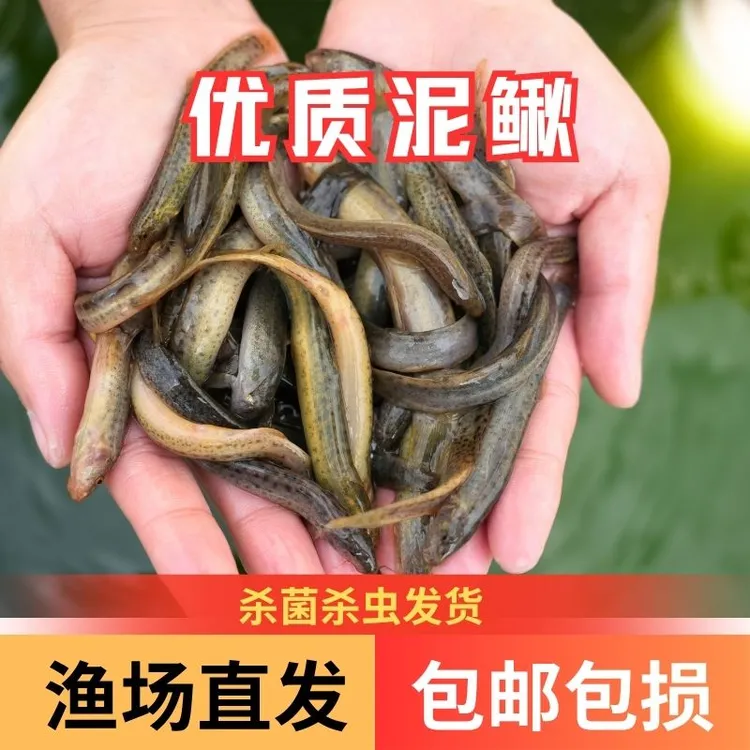 【活体】优质鲜活小泥鳅3-10厘米观赏鱼淡水鱼渔场直发
