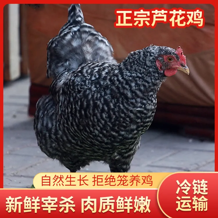 福园山庄散养大公鸡芦花鸡跑山鸡笨鸡母鸡正宗整只新鲜农家土鸡