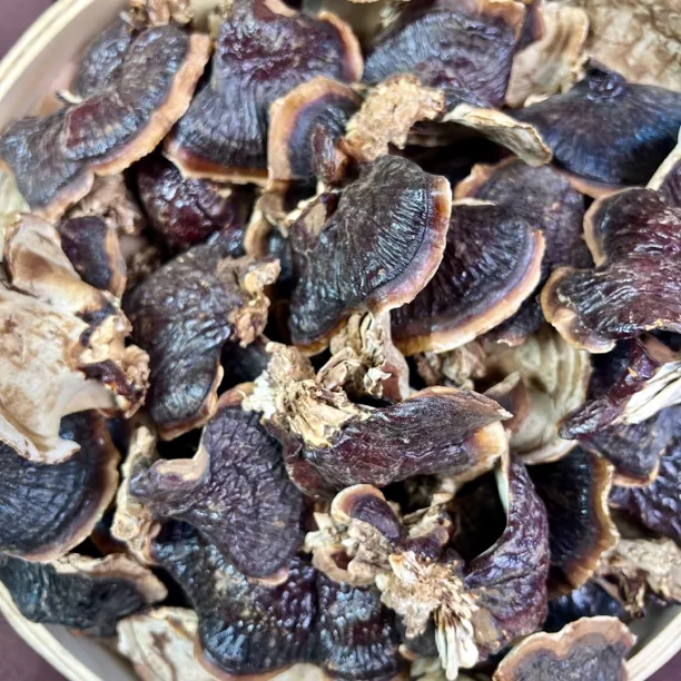 【雯姐批发】正宗西藏金边芝芝菌菇250g 菌味浓郁煲汤煲水