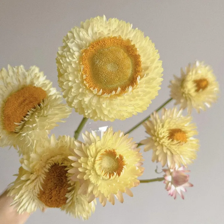 混色麦秆菊永生花多年生进口泥炭土种植新手好养可鲜切可做干花