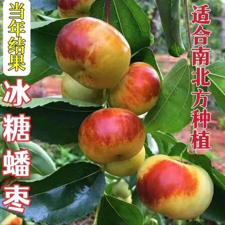 正宗特大油蟠枣树苗耐寒耐热适合南北种植盆栽地栽庭院当年结果苗