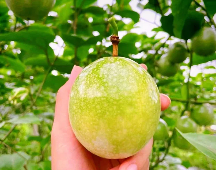 【顺丰包邮】新鲜当季高山种植钦蜜9号百香果香甜多汁果味浓郁