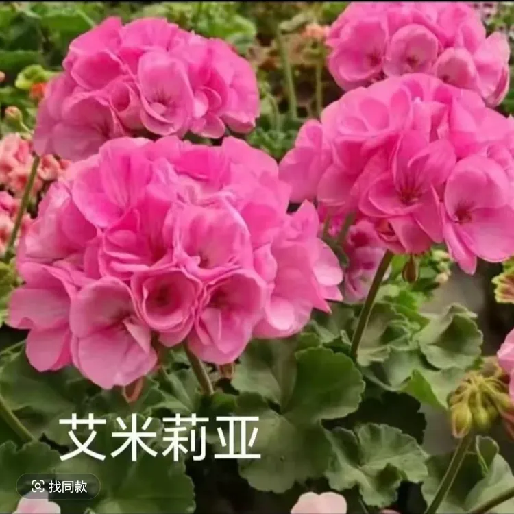 【艾米莉亚】直立天竺葵大花球四季开花中苗带花苞耐热不挑环境