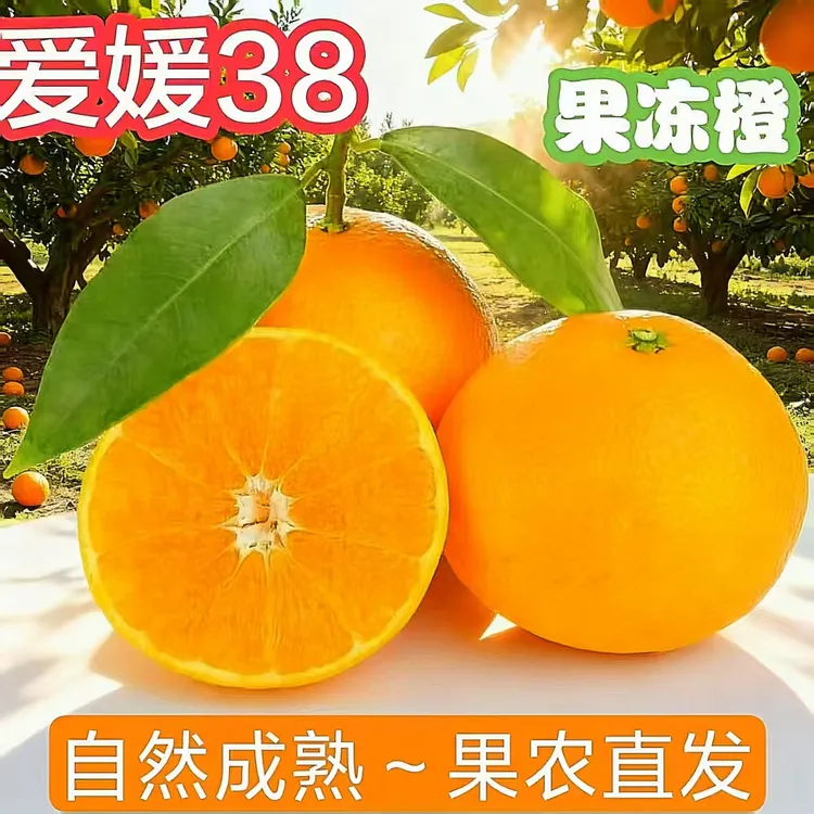 四川爱媛38果冻橙手拔橙香甜爆汁新鲜应季水果现摘现发