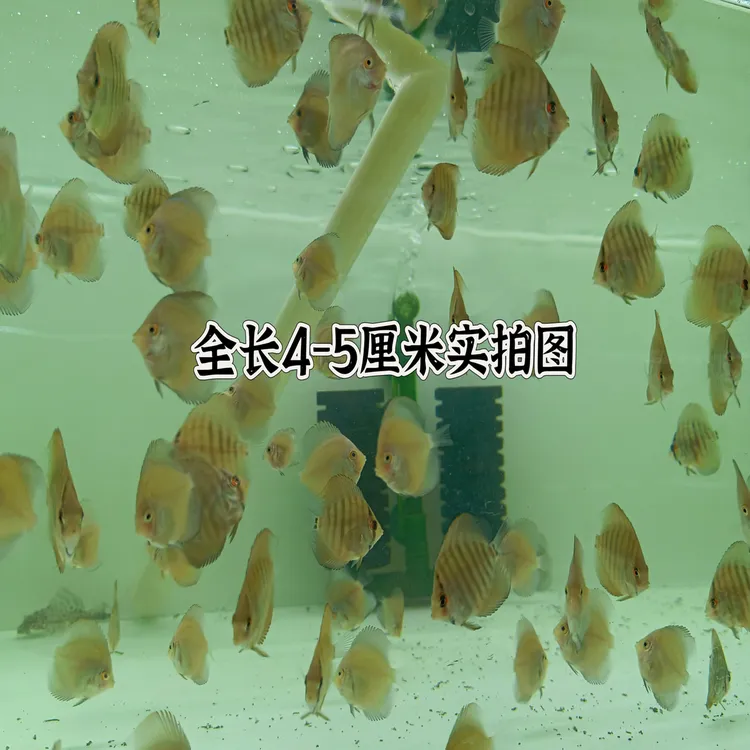 七彩神仙鱼热带观赏鱼精品德松野彩皇室蓝马来一栋豹点鸽子F1小苗