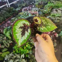 抹茶巧克力秋海棠室内观叶植物秋海棠盆栽好养