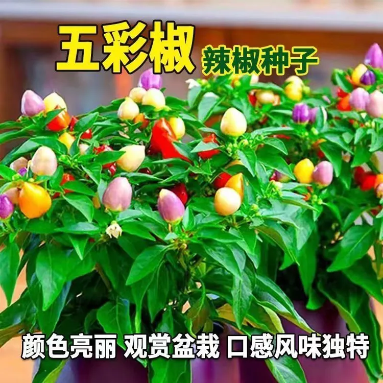 （推荐）超值（五彩椒种籽小辣椒广西特产七彩椒种孑盆栽蔬菜种子四