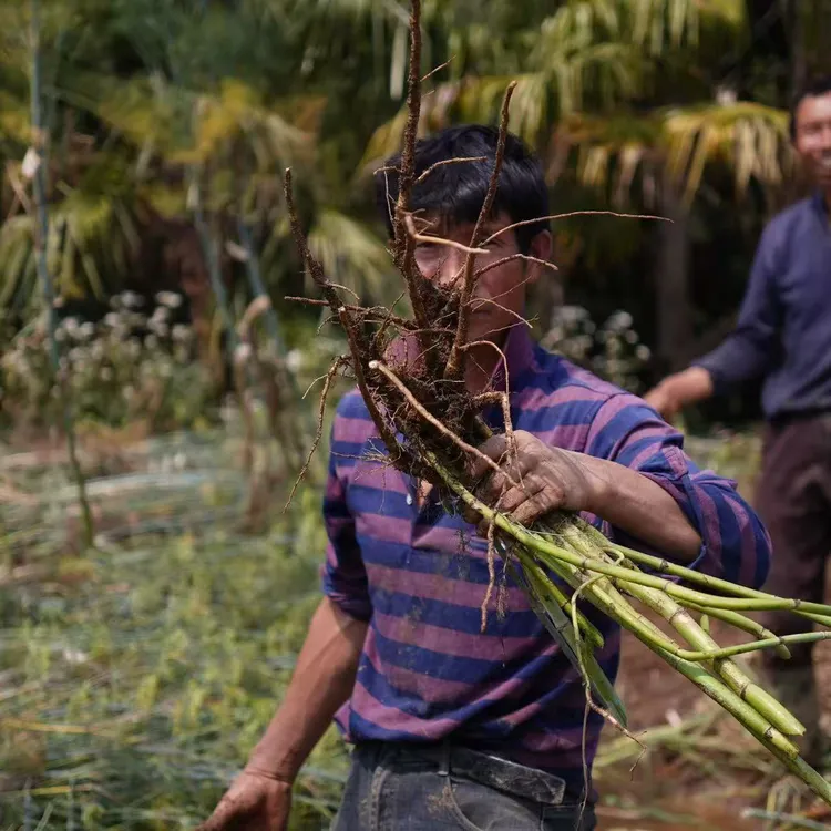 云南特产高原新鲜现挖茴香根（云南人的土人参）