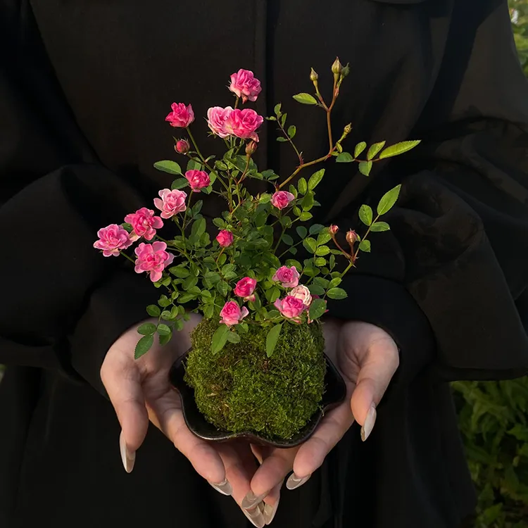 【宏展】须惠姬超微月季苔藓球四季室内绿植茶室耐活苔藓微景观