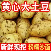 东北黄皮黄心沙糯粉面土豆新鲜现挖马铃薯