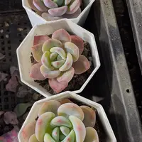 八角盆风城带盆土发