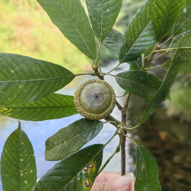 广西特产 野生石头果 小叶果 去壳 发货