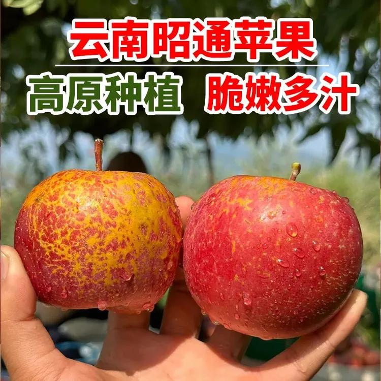 现摘云南正宗红富士苹果昭通冰糖心丑苹果新鲜大凉山脆甜水果直发