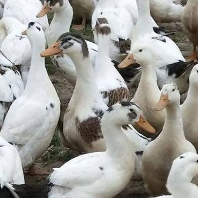 宠物鸭花边双黄蛋鸭单只半斤左右发货