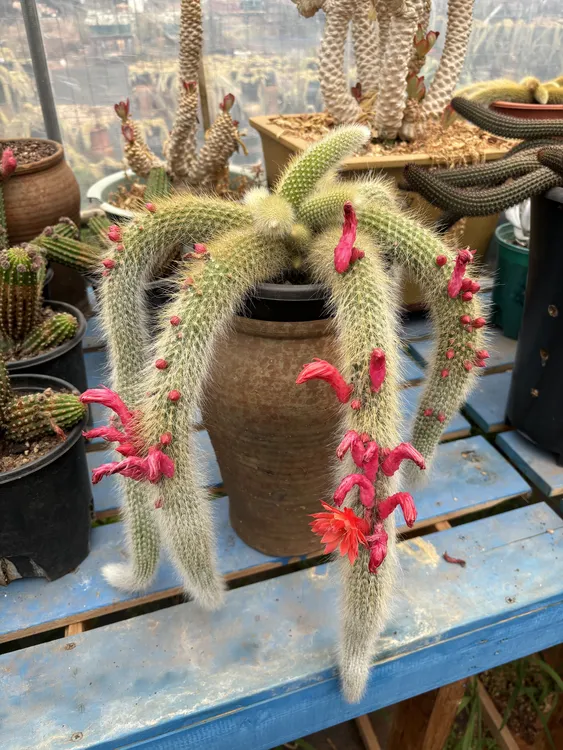 精品多肉多肉植物多肉盆栽老桩九尾狐九尾狐多肉（一物一拍）仙人掌