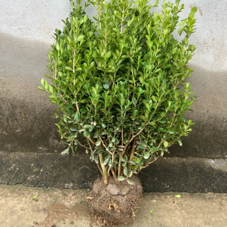 小叶瓜子黄杨球耐寒耐旱四季常青适合庭院花坛绿化植物