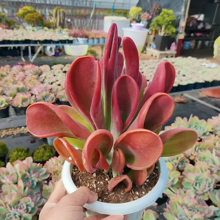 兰花草客厅滴水观音狗尾巴草精品正宗云南超大颗火狐狸植物绿植红