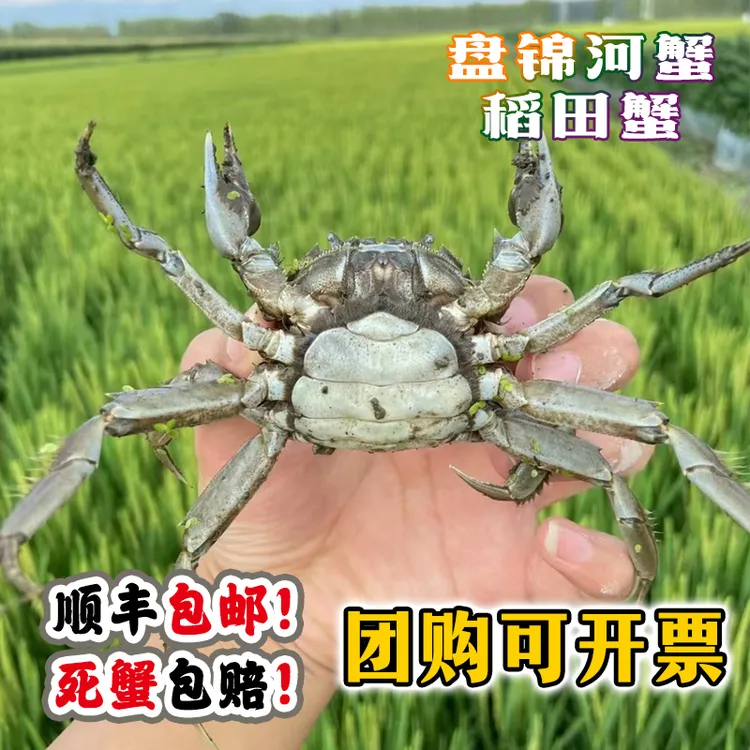【活蟹】盘锦河蟹 稻田蟹 2两母蟹10只鲜活水产顺丰包邮中秋礼品