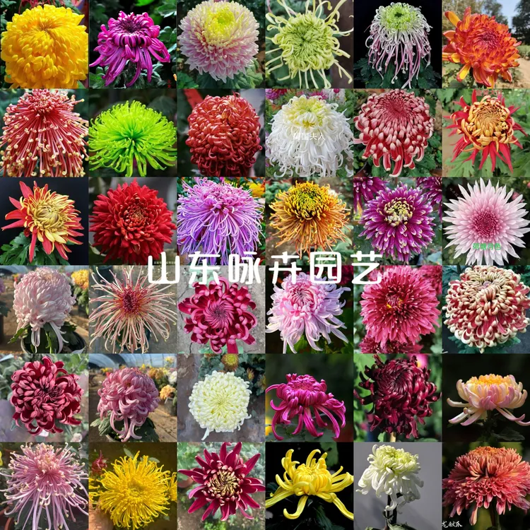 [咏卉]九月菊（10个花色）大花菊花苗混色（不标注）品种菊盆栽地栽