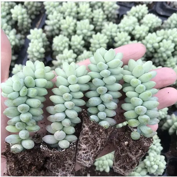 新玉坠新玉缀玉坠玉缀3-5cm多肉肉肉植物长条单颗