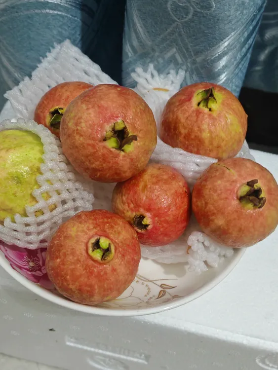 （顺丰）广东增城大叶红胭脂红番石榴软糯芭乐应季水果红皮白肉