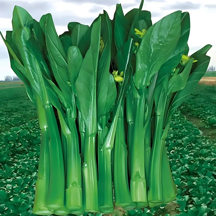 碧绿尖叶油青四季菜心籽种广东高产种子四季青菜种籽秋播蔬菜种孑