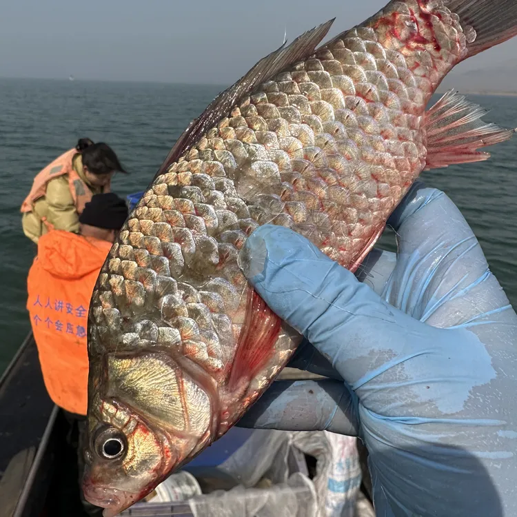 野生鲫鱼东平湖土鲫鱼3斤装活鱼现杀收拾干净冷冻可用于月子熬汤