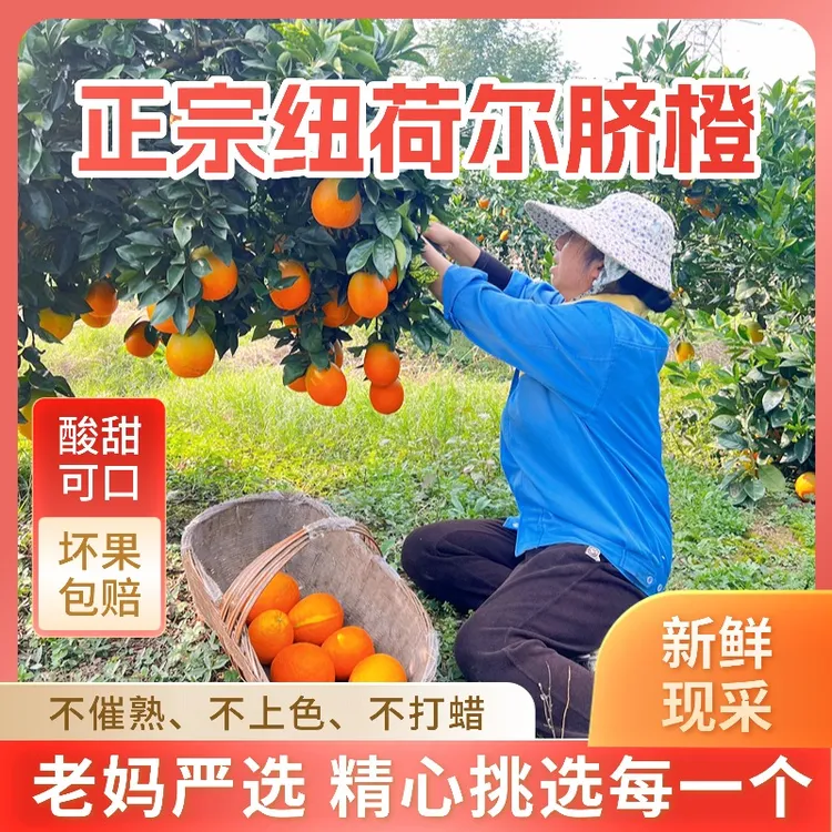 【高山纽荷尔脐橙】花皮果应季水果产地新鲜现摘现发｜水果孕妇
