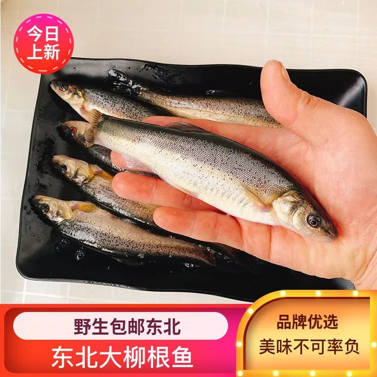 东北大柳根鱼鲜活速冻真空淡水鱼冷水鱼保鲜不保活保温箱