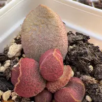 塞猪肝大苗多肉植物水泡