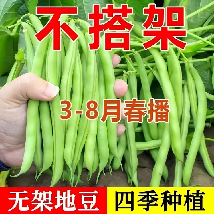 无架地豆种子四季豆种籽苗高产不搭架豆角种孑春夏秋菜豆矮生蔬菜