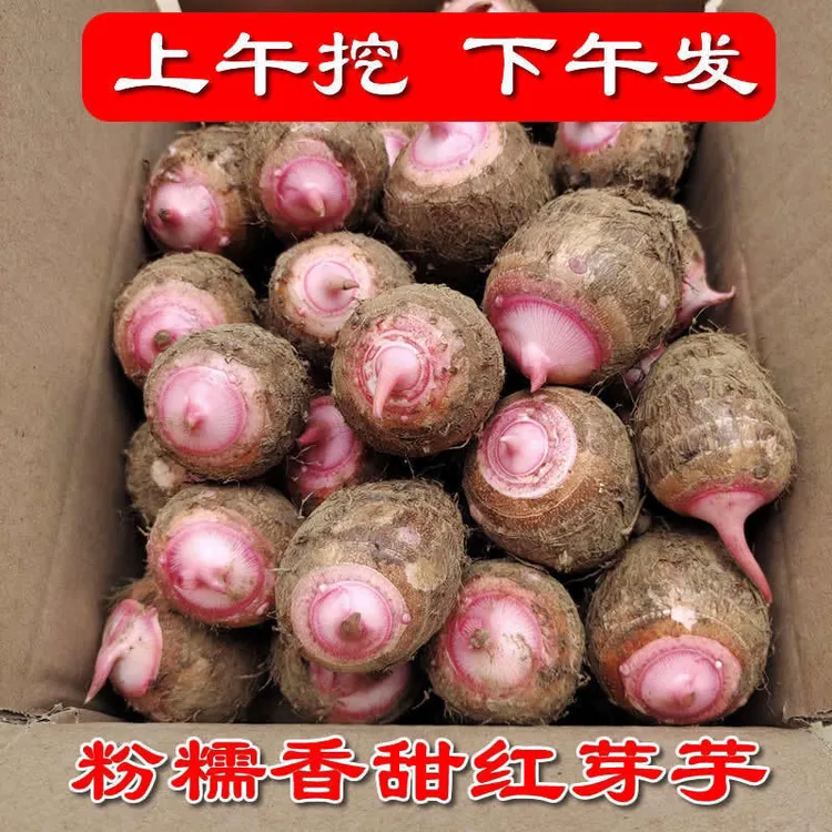 江西红芽芋新鲜现挖芋艿软糯拉丝小芋头香芋农家自种红嘴芋子包邮