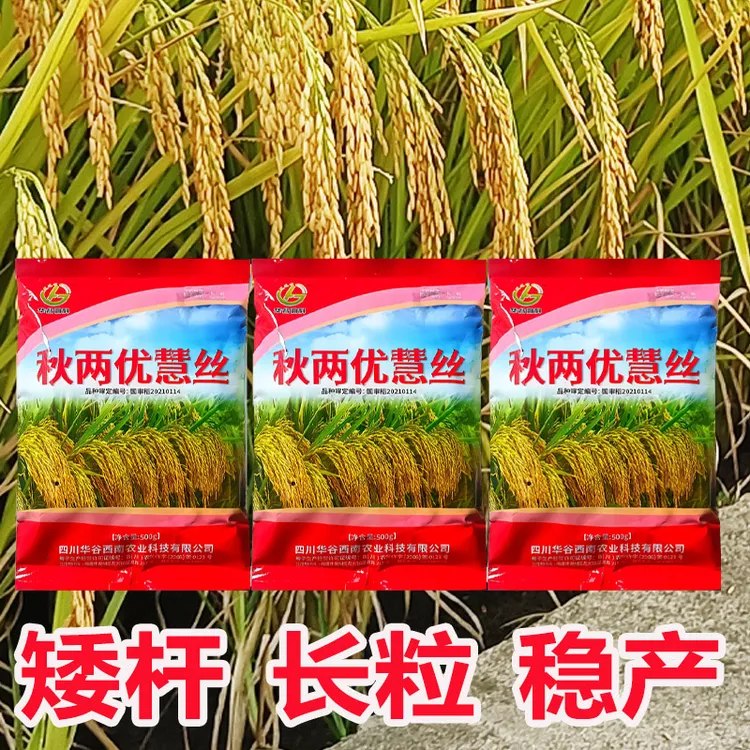 国审正品四川高产杂交水稻种子优质长粒香米原装谷种秋两优