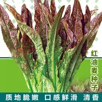速生香甜红油麦菜种子阳台蔬菜种子四季播种种子易种蔬果菜种籽子