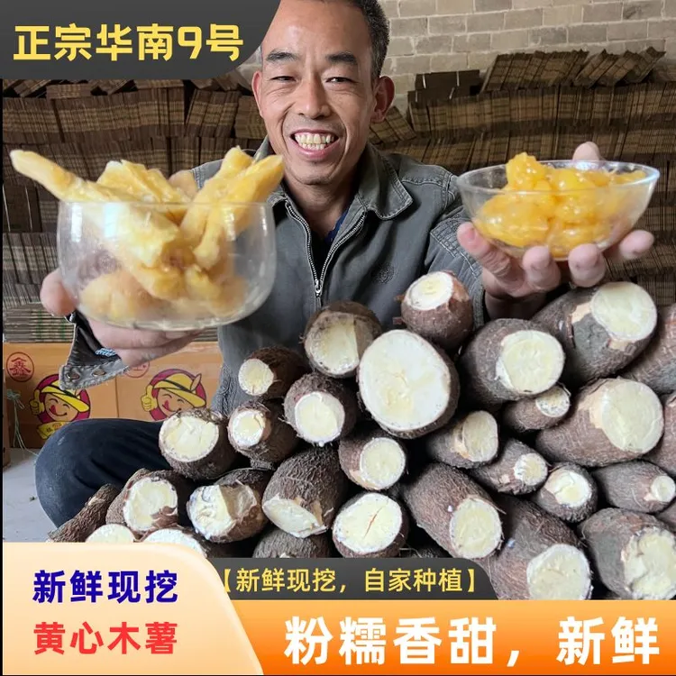 广西正宗黄心木薯华南九号新鲜现挖面包木薯粉糯香糖水店同款