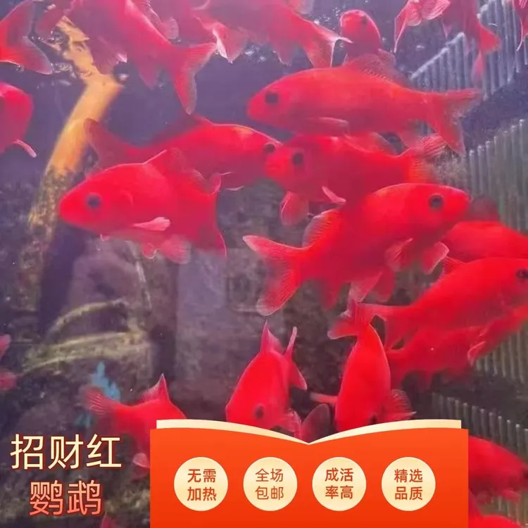 观赏鱼血红冷水鹦鹉鱼好养耐活金鱼黑眼葡萄眼淡水耐寒长短尾随机