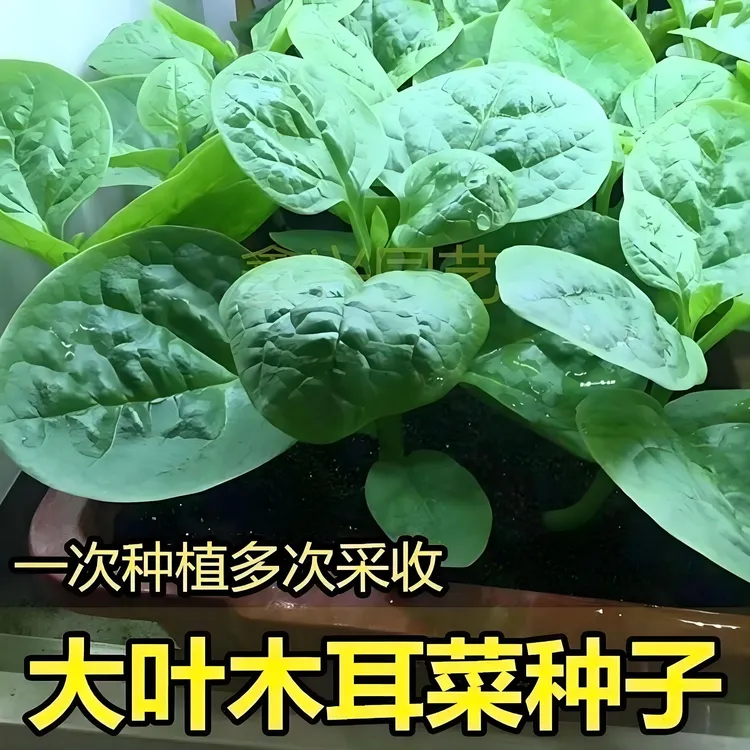 【大叶木耳菜种子】家庭阳台小院四季种植盆栽地栽易种易活商品图