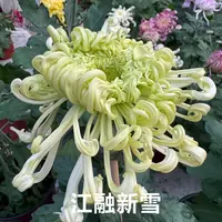 【江融新雪】大花富贵菊九月菊花苗盆栽适合室内外花开好看