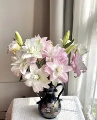 婵之语花咖莲花之春 重瓣百合 鲜切花