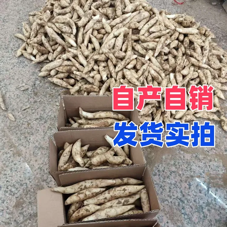 【产地直销】2025广东竹薯冬薯岺薯凉薯竹芋新鲜煲汤汤料清热祛湿