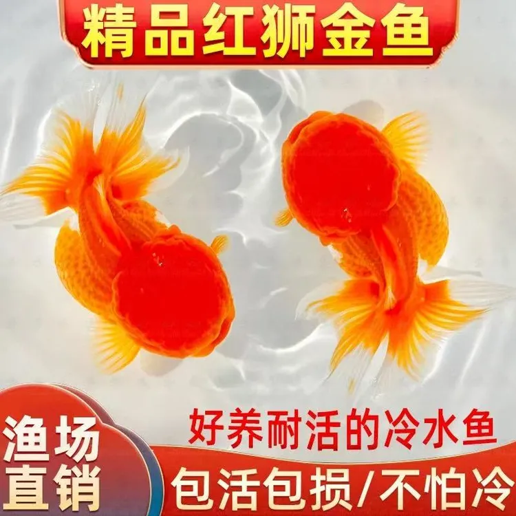 红狮金鱼国狮鱼冷水鱼小金鱼活鱼淡水锦鲤鱼观赏鱼好养耐活不加温