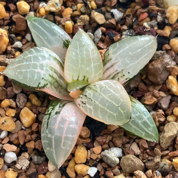 新品玻璃康平寿锦多肉植物一物一拍带盘发货