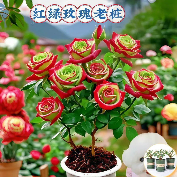 【苏格兰红绿玫瑰】正宗浓香玫瑰老桩四季开花玫瑰花苗绿植盆栽花卉