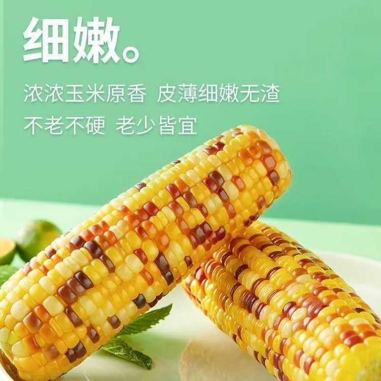 甜糯玉米非即食五彩玉米甜糯软糯香甜水果玉米黄糯玉米四斤6-7根