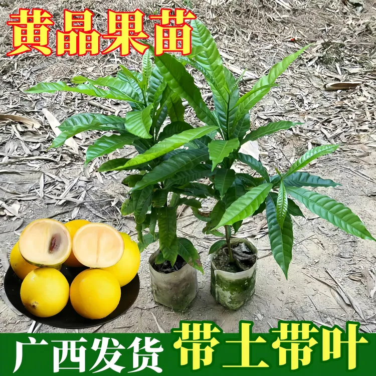 黄晶果嫁接苗6号冬蜜果树苗水果苗地栽盆栽庭院四季南方种植带土