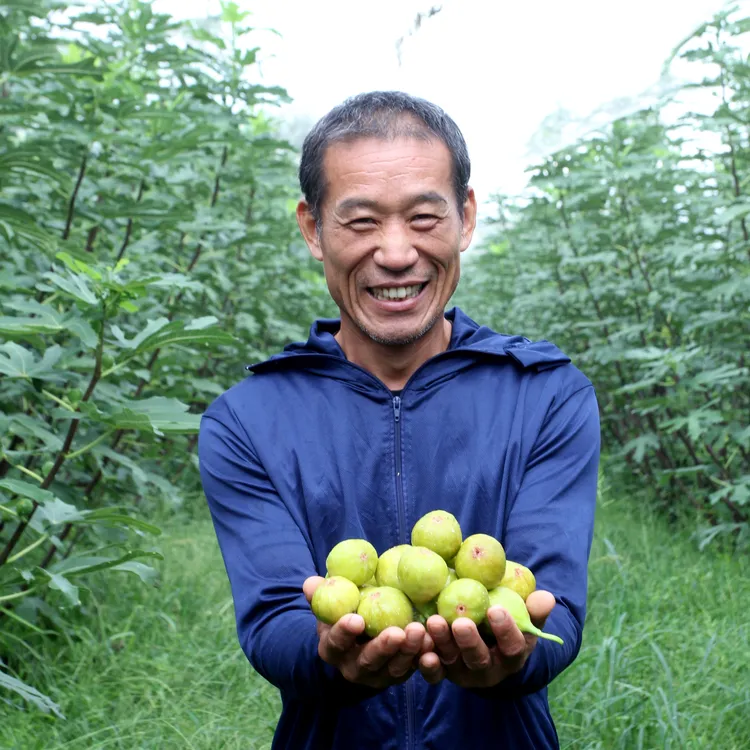 顺丰包邮树熟芭劳奈无花果鲜果优选中果净重2.5斤签收6小时内售后