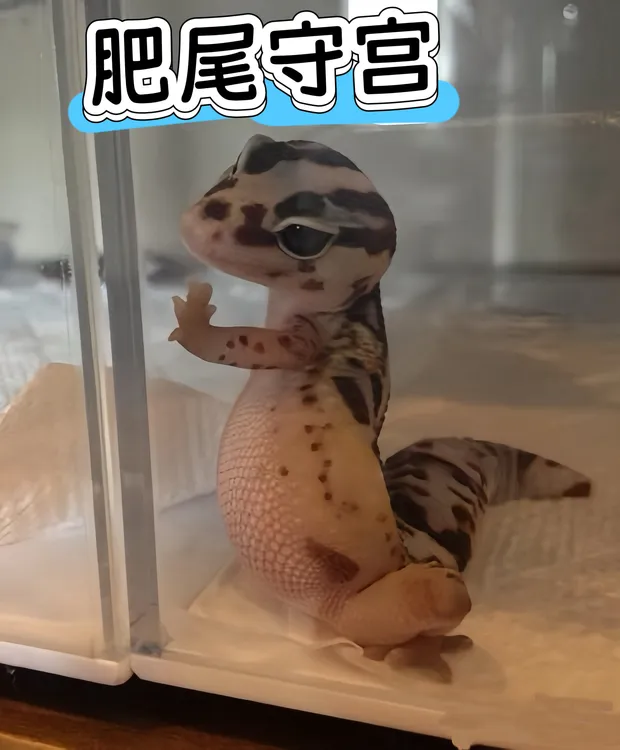 肥尾守宫可爱温顺好上手饲养简单的网红热门宠物
