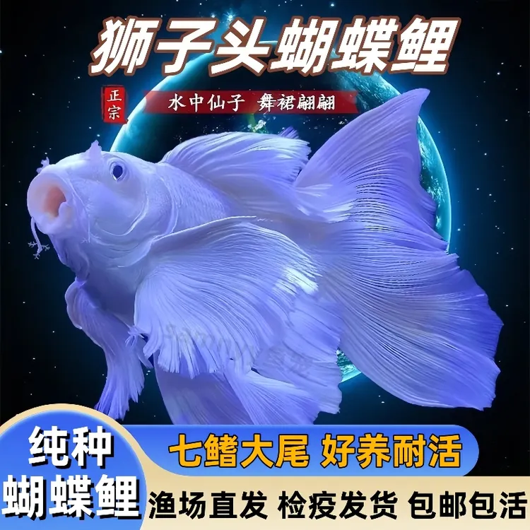 台湾蝴蝶鲤冷水观赏鱼纯种狮子头球体锦鲤鱼长尾招财风水鱼金鱼苗
